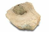 Bumpy Zlichovaspis Trilobite - Lghaft, Morocco #282807-3